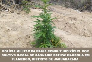 6º Batalhão em ação conjunta com a CIPE Caatinga prende homem por cultivo ilegal de maconha em Flamengo, distrito de Jaguarari