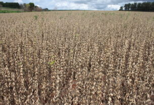 Cade abre inquérito contra executivos da Moratória da Soja - 04/11/2025 - Mercado