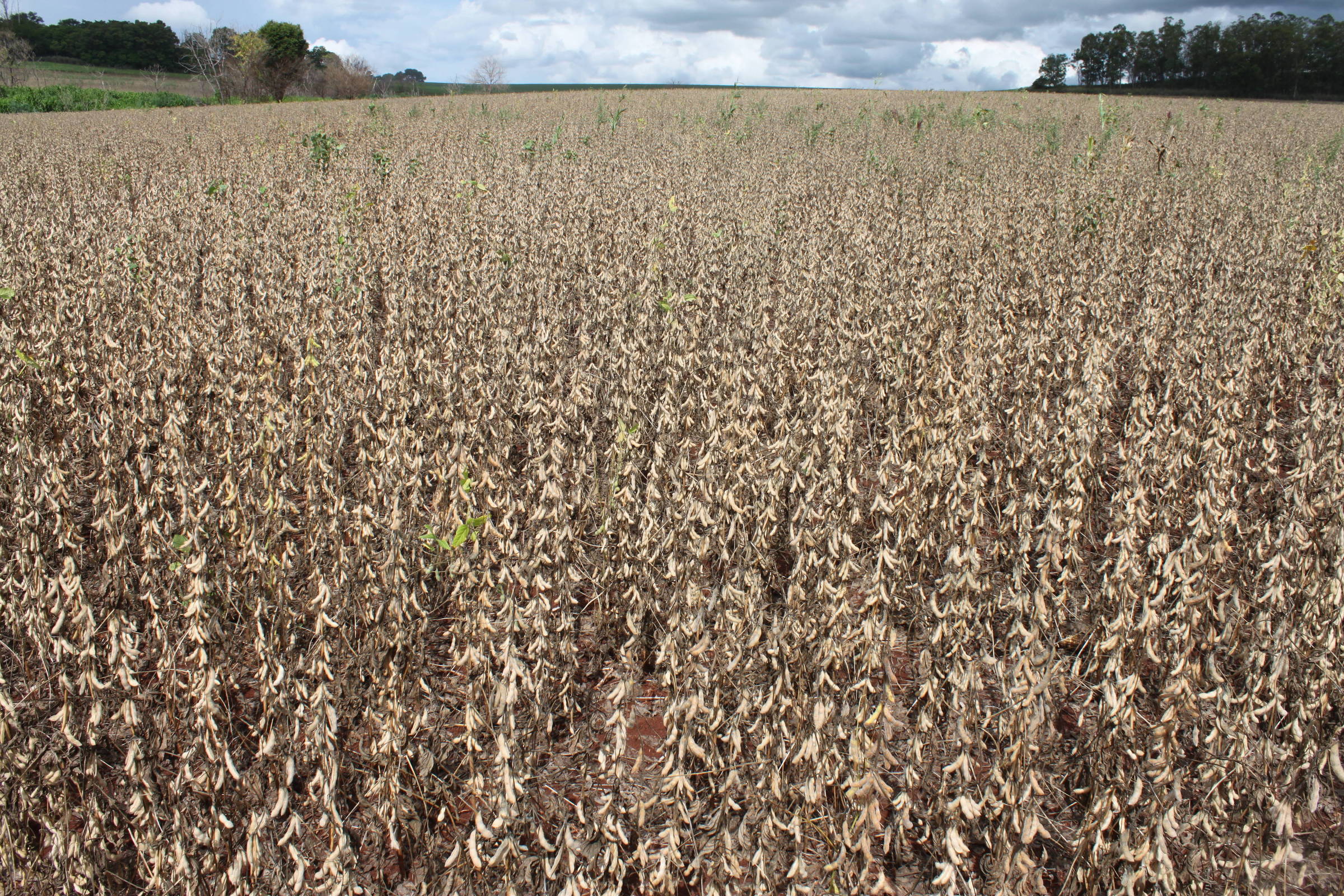 Cade abre inquérito contra executivos da Moratória da Soja - 04/11/2025 - Mercado