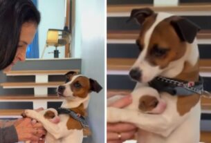 Cadela tem reação fofa ao ver filhotes em exame veterinário; assista