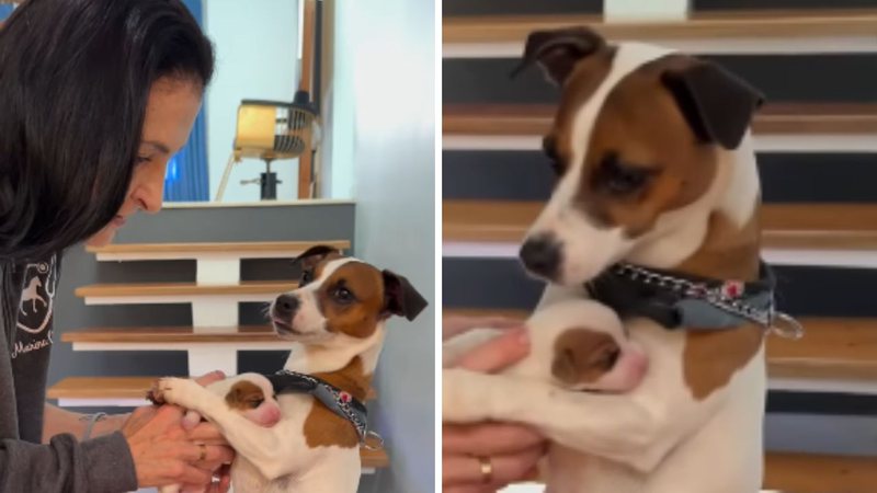 Cadela tem reação fofa ao ver filhotes em exame veterinário; assista