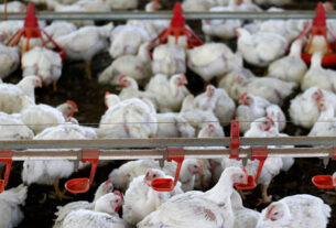 China libera importação de frango do Brasil - 07/11/2025 - Mercado