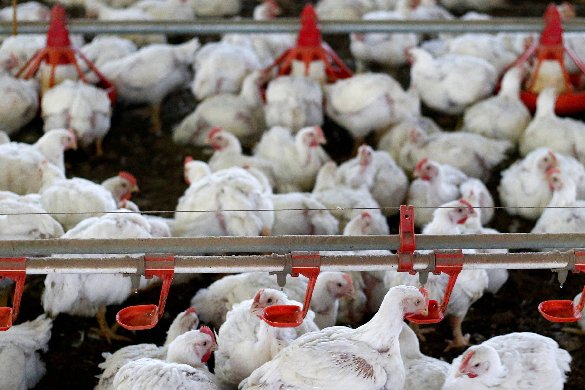 China libera importação de frango do Brasil - 07/11/2025 - Mercado