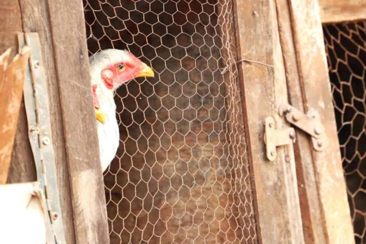 Ícone de sino para notificações