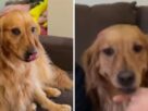 VÍDEO: Golden retriever ajuda tutora a escolher nome de irmãzinha