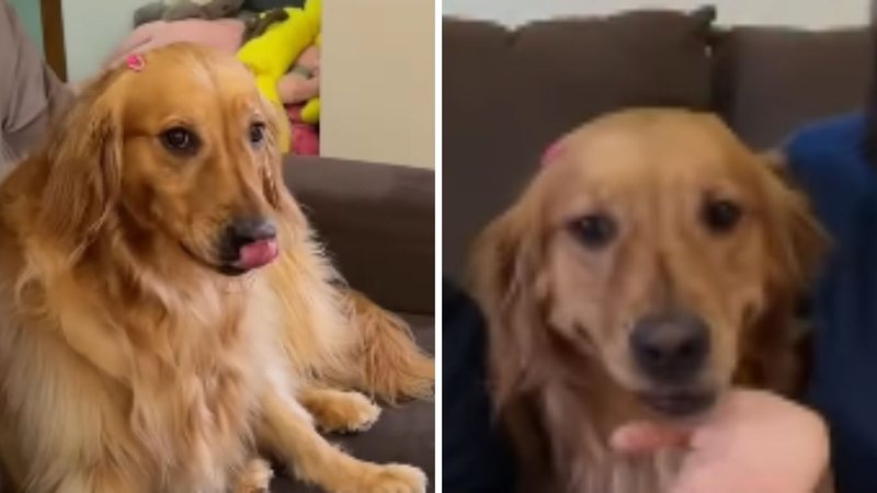 VÍDEO: Golden retriever ajuda tutora a escolher nome de irmãzinha