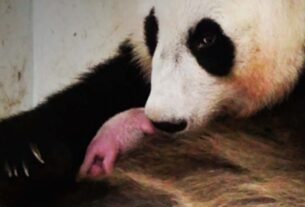 Ícone de sino para notificações