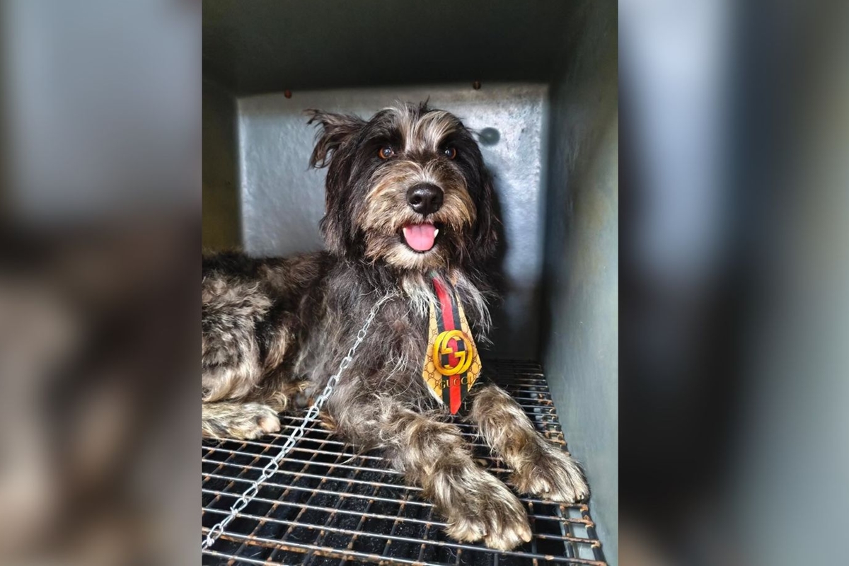 Ícone de sino para notificações